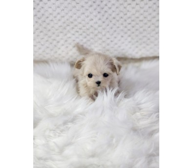 말티푸 분양합니다!